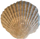 Pseudopecten aequivalvis fossil of a type commonly found at Staithes
