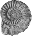 Oistoceras figulinum fossil of a type commonly found at Staithes