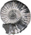 Pleuroceras apyrenum fossil of a type commonly found at Staithes