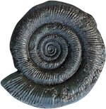 Harpoceras elegans fossil of a type commonly found at Staithes