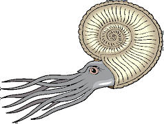 Artists impression of an Ammonite in life