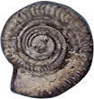 Amaltheus hildoceras fossil of a type commonly found at Staithes