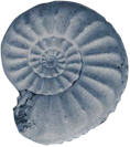 Amaltheus subnodosus fossil of a type commonly found at Staithes