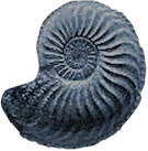 Amaltheus gibbosus fossil of a type commonly found at Staithes
