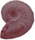 Amaltheus stokesi fossil of a type commonly found at Staithes