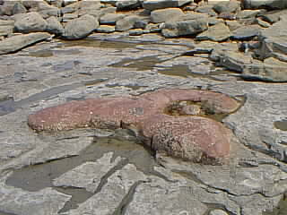 Siderite concretion embedded in Jurassic silts of the Lower Lias at Staithes