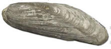 Modiolus scalprum fossil of a type commonly found at Staithes